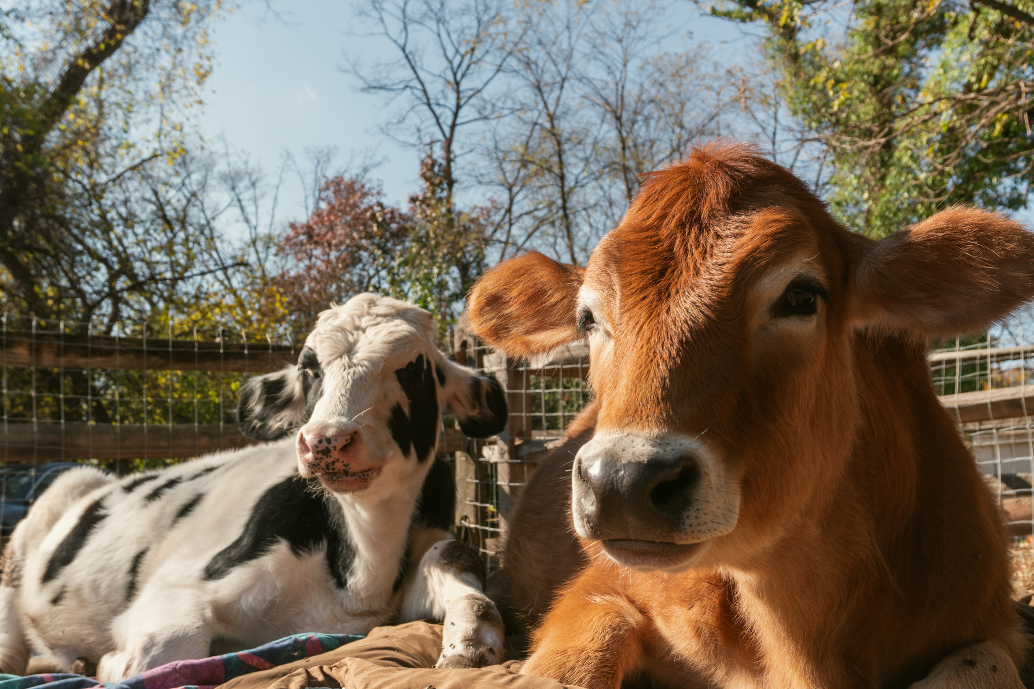 Close-up of cows on a farm in Pennsylvania.