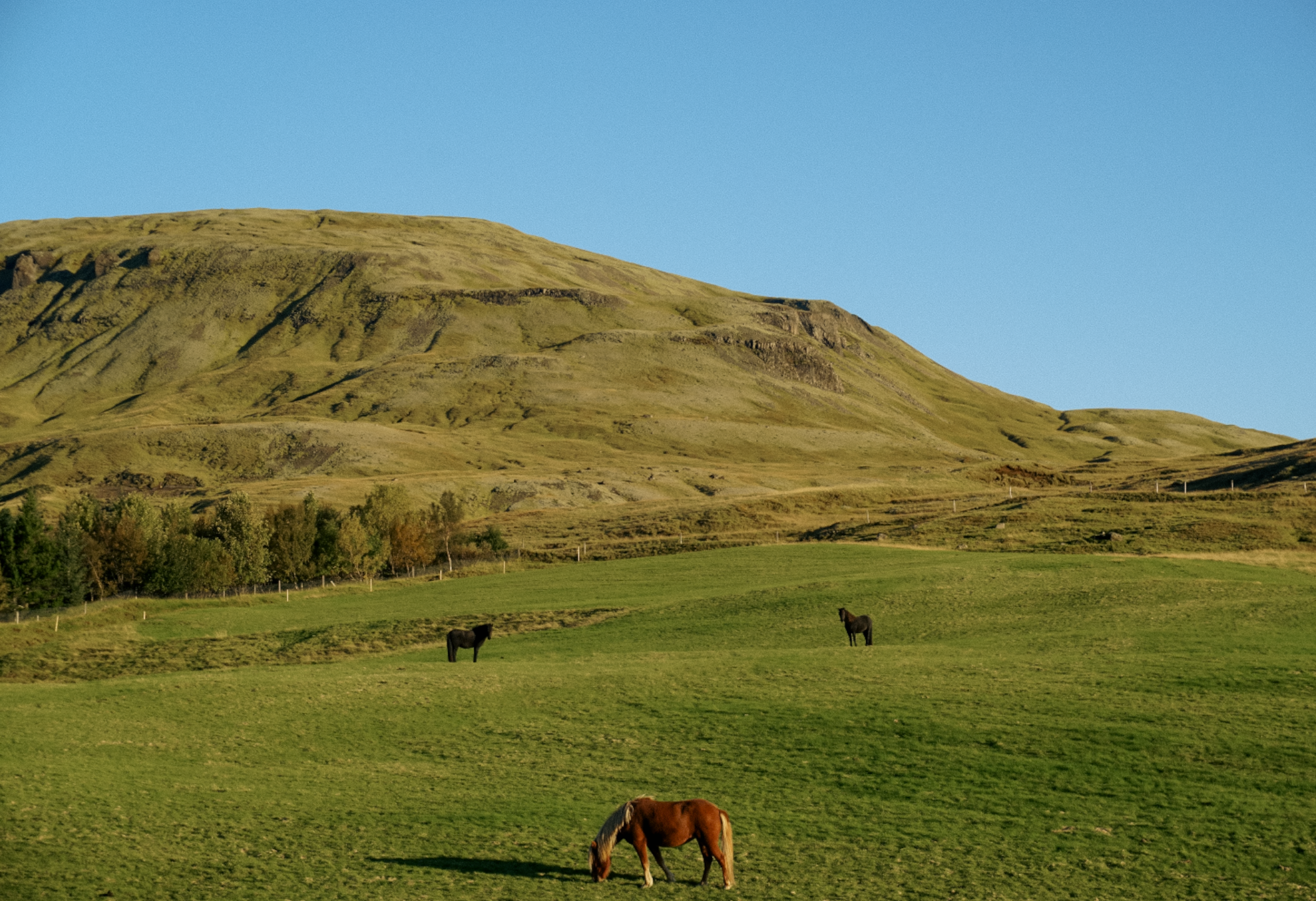 Horses on hills in Iceland.